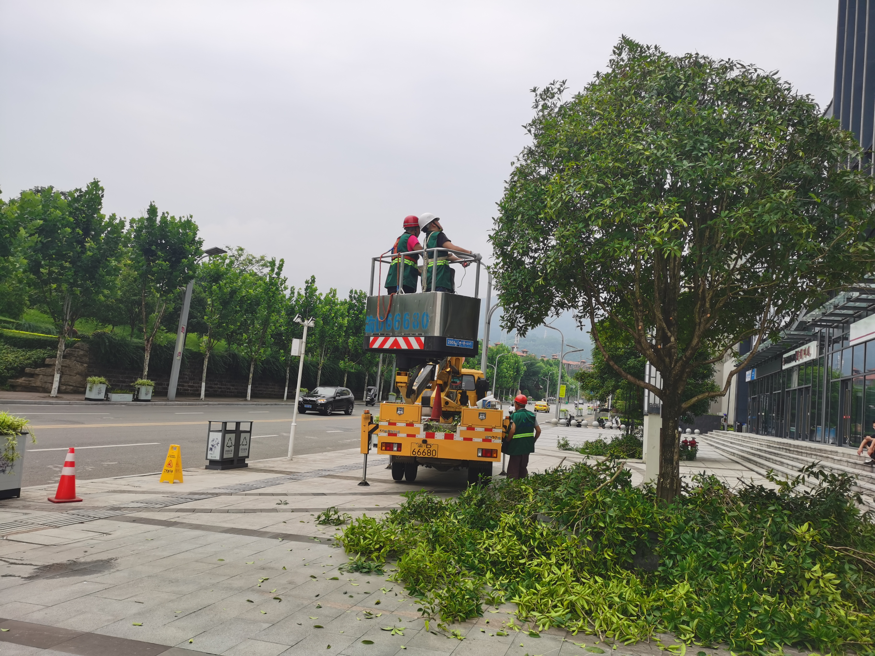 墊江縣金融科技大廈喬木修剪項目